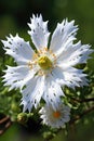 African Sunflower, its petals are white and perforated. Generative ai Royalty Free Stock Photo