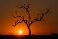 African Sunrise