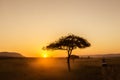 African sunrise with acacia trees and safari car in Masai Mara, Kenya. Savannah background in Africa. Safari concept Royalty Free Stock Photo