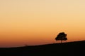 African sunrise with lone tree Royalty Free Stock Photo