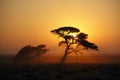 African Sunrise - Namibia Royalty Free Stock Photo