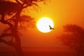African Sunrise - Namibia