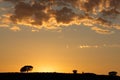 African sunrise with silhouetted trees