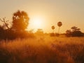 African Sunset with Acacia Tree Royalty Free Stock Photo