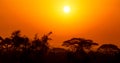 African sunset with acacia trees in Masai Mara, Kenya. Savannah background in Africa. Typical landscape in Kenya Royalty Free Stock Photo