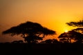 African sunset with acacia trees in Masai Mara, Kenya. Savannah background in Africa. Typical landscape in Kenya