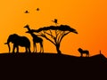 African sunset and animals