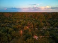 African sunset, atmospheric view from above on trees of Moremi forest, Botswana. Typical ecosystem, part of Okavango delta, aerial Royalty Free Stock Photo