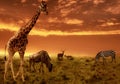 African sunset background with silhouette of animals Royalty Free Stock Photo