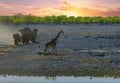 African Sunset with Giraffe, and herd of elephants walking in with dust flying Royalty Free Stock Photo