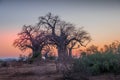 Baobab trees isolated at dusk in an African landscape Royalty Free Stock Photo