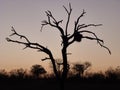 African Sunset with light orange grey purple tones behind the silhouette of a large tree and bushes