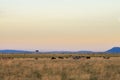 African sunset in the Masai Mara