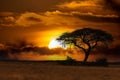 African sunset over acacia tree