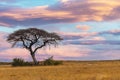 African sunset over acacia tree Royalty Free Stock Photo