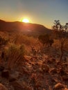 African sunset in rocky field with kudu looking back