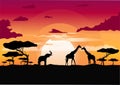 African sunset in the savannah with silhouette of animals Royalty Free Stock Photo