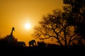 African Sunset Silhouette With Copy Space Royalty Free Stock Photo