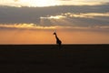 African sunset with silhouette of a wild giraffe