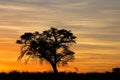 African sunset with silhouetted tree Royalty Free Stock Photo