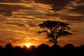 African sunset with silhouetted tree Royalty Free Stock Photo