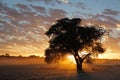 African sunset with silhouetted tree Royalty Free Stock Photo