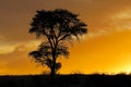 African sunset with silhouetted tree Royalty Free Stock Photo