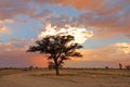 African sunset with silhouetted tree Royalty Free Stock Photo