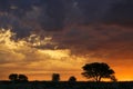 African sunset with silhouetted trees