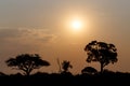 African sunset with tree in front