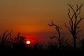 African sunset tree silhouette Royalty Free Stock Photo