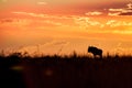 African sunset with wildebeest, South Africa