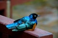 African Superb Starling bird rests on wooden beam