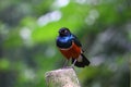 African Superb Starling looking right