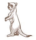 African suricate or meerkat isolated sketch, desert animal