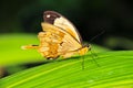 The african swallowtail