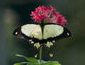 African Swallowtail butterfly