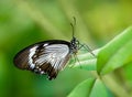 African Swallowtail butterfly