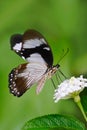 African Swallowtail butterfly, Papilio dordanus, sitting on the white flower. Insect in the dark tropic forest, nature habitat. Wi