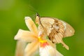 African Swallowtail butterfly, Papilio dordanus, sitting on the white yellow orchid flower. Insect in the dark tropical forest,