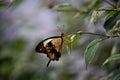 African Swallowtail butterfly