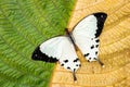 African swallowtail - Papilio dardanus