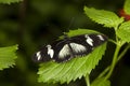 African Swallowtail, papilio dardanus, Butterfly standing on Leaf