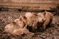 African swine fever virus, ASFV. Four pigs in the mud