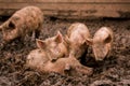 African swine fever virus, ASFV. Four pigs in the mud next to a sick pig Royalty Free Stock Photo