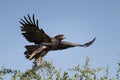 African Tawny Eagle taking off from the top of a tree Royalty Free Stock Photo