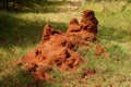 African termite hill