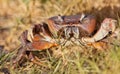 African terrestrial Crab Royalty Free Stock Photo