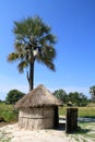 African Thatched Hut with Palm Tree in Northern Botswana