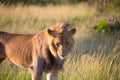 African thin lion is resting Royalty Free Stock Photo